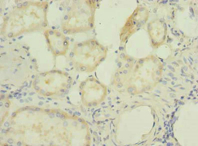 Immunohistochemistry (Formalin/PFA-fixed paraffin-embedded sections) - Anti-BOG antibody (AB235511)