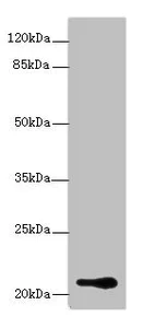 Western blot - Anti-BOG antibody (AB235511)