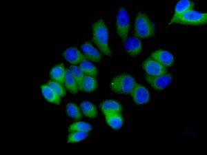 Immunocytochemistry/ Immunofluorescence - Anti-BOG antibody [EPR9905] - BSA and Azide free (AB249307), expandable thumbnail