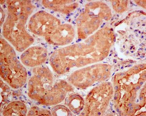 Immunohistochemistry (Formalin/PFA-fixed paraffin-embedded sections) - Anti-BOG antibody [EPR9905] - BSA and Azide free (AB249307), expandable thumbnail