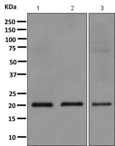 Western blot - Anti-BOG antibody [EPR9905] - BSA and Azide free (AB249307), expandable thumbnail
