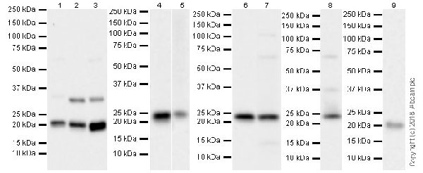 Western blot - Anti-Bok antibody [BOK-R1-5-1] (AB233072), expandable thumbnail