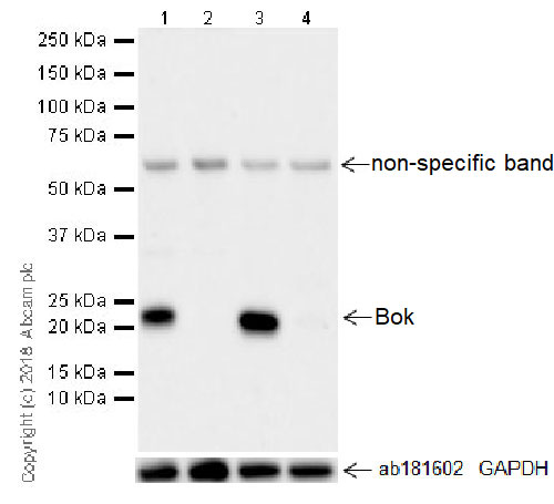 Western blot - Anti-Bok antibody [BOK-R1-5-1] (AB233072), expandable thumbnail