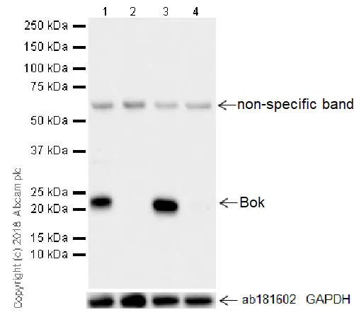 Western blot - Anti-Bok antibody [BOK-R1-5-1] (AB233072)