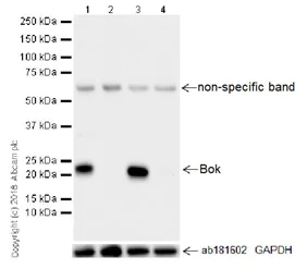 Western blot - Anti-Bok antibody [BOK-R1-5-1] - BSA and Azide free (AB233700)