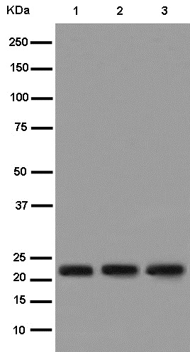Western blot - Anti-Bok antibody [EPR15331] (AB186745)