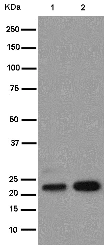 Western blot - Anti-Bok antibody [EPR15331] (AB186745)