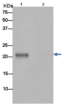 Immunoprecipitation - Anti-Bok antibody [EPR15331] - BSA and Azide free (AB232610)