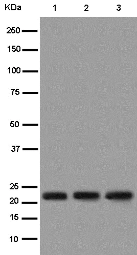 Western blot - Anti-Bok antibody [EPR15331] - BSA and Azide free (AB232610)