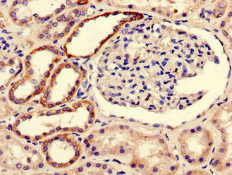 Immunohistochemistry (Formalin/PFA-fixed paraffin-embedded sections) - Anti-BOLA3 antibody (AB234764)