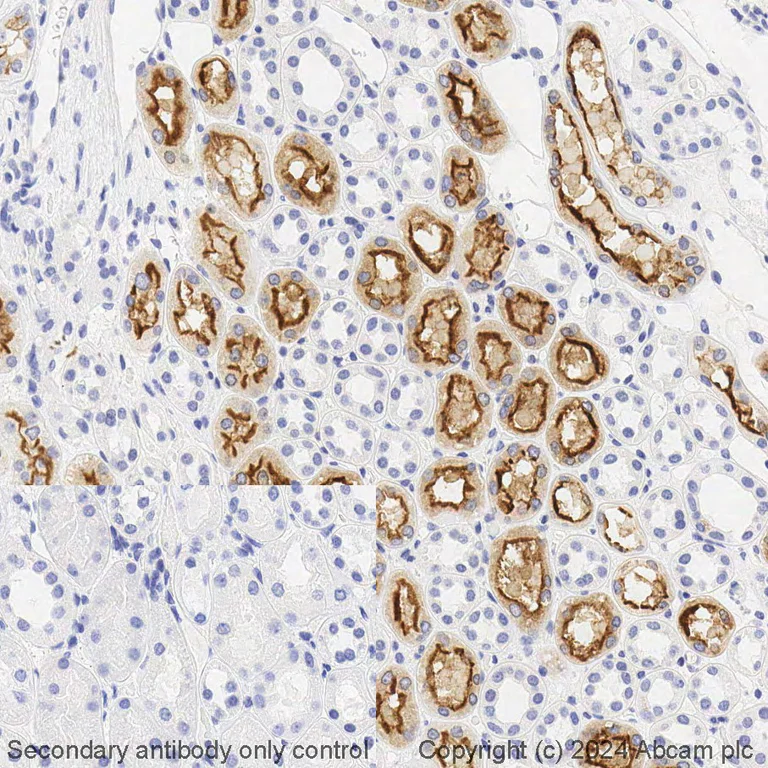 Immunohistochemistry (Formalin/PFA-fixed paraffin-embedded sections) - BOND RX - Anti-ACE2 antibody [EPR4436] (AB325196)