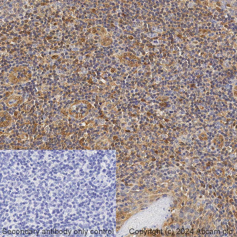 Immunohistochemistry (Formalin/PFA-fixed paraffin-embedded sections) - BOND RX - Anti-ERK1 antibody [Y72] (AB325205)