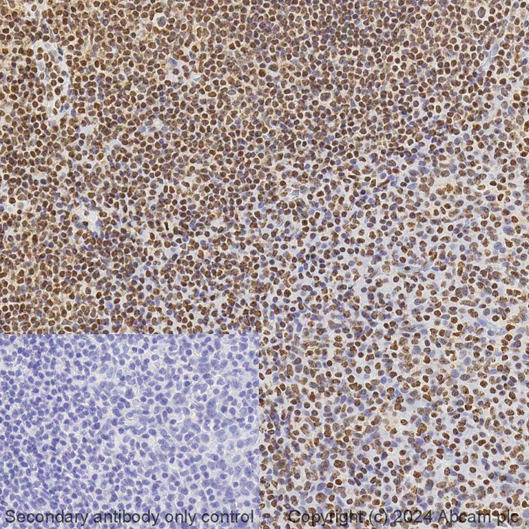 Immunohistochemistry (Formalin/PFA-fixed paraffin-embedded sections) - BOND RX - Anti-JAK2 (phospho Y1007 + Y1008) + JAK1 (phospho Y1034 + Y1035) antibody [E132] (AB325209)