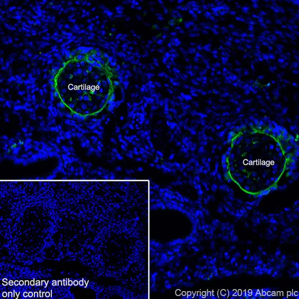 Immunohistochemistry (Frozen sections) - Anti-Bone Sialoprotein antibody [EPR23243-30] - BSA and Azide free (AB270615)