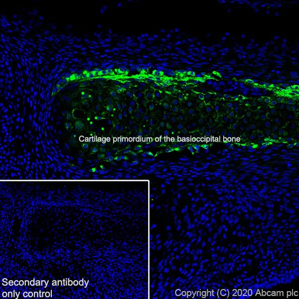 Immunohistochemistry (Frozen sections) - Anti-Bone Sialoprotein antibody [EPR23367-50] - BSA and Azide free (AB272320)
