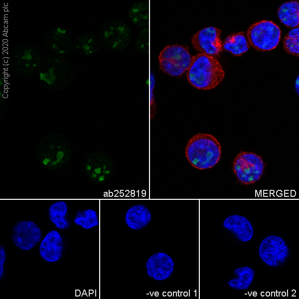 Immunocytochemistry/ Immunofluorescence - Anti-BOP1 antibody [6H11] (AB252819)