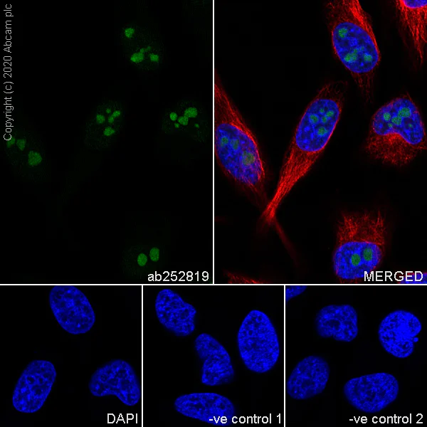 Immunocytochemistry/ Immunofluorescence - Anti-BOP1 antibody [6H11] - BSA and Azide free (AB255775)
