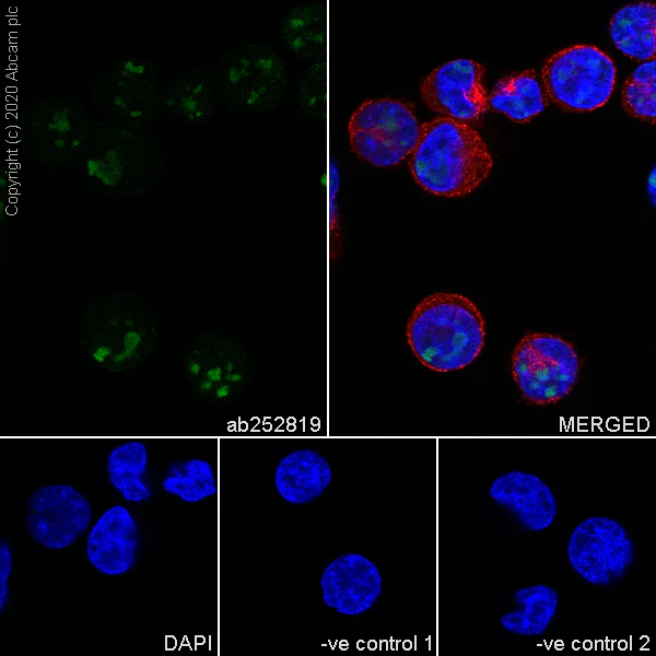 Immunocytochemistry/ Immunofluorescence - Anti-BOP1 antibody [6H11] - BSA and Azide free (AB255775)