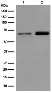 Western blot - Anti-Bora antibody [EPR11610] (AB182149)