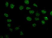 Immunocytochemistry/ Immunofluorescence - Anti-Bora antibody [EPR11610] - BSA and Azide free (AB250591), expandable thumbnail