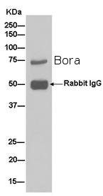 Immunoprecipitation - Anti-Bora antibody [EPR11610] - BSA and Azide free (AB250591), expandable thumbnail