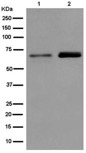Western blot - Anti-Bora antibody [EPR11610] - BSA and Azide free (AB250591), expandable thumbnail
