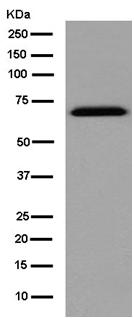 Western blot - Anti-Bora antibody [EPR11610] - BSA and Azide free (AB250591), expandable thumbnail