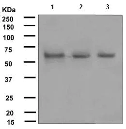 Western blot - Anti-Bora antibody [EPR4456] - BSA and Azide free (AB247647)