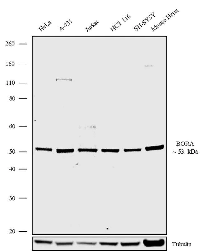 Western blot - Anti-Bora antibody [RP23040151] (AB308116)