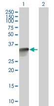 Western blot - Anti-Borealin/CDCA8 antibody (AB67126)