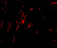 Immunocytochemistry/ Immunofluorescence - Anti-Borealin/CDCA8 antibody (AB74473)