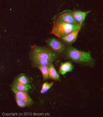 Immunocytochemistry/ Immunofluorescence - Anti-BORIS antibody [KT72] (AB111255)