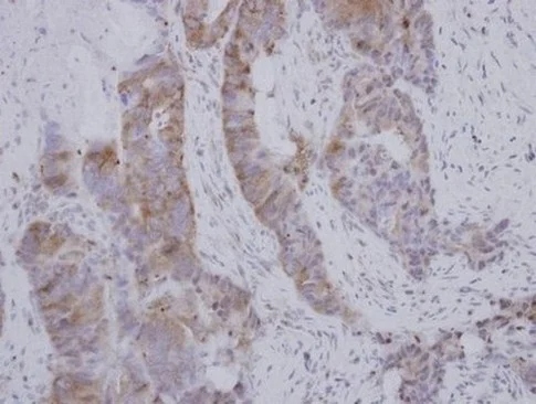 Immunohistochemistry (Formalin/PFA-fixed paraffin-embedded sections) - Anti-BOULE/BOLL antibody (AB155027)