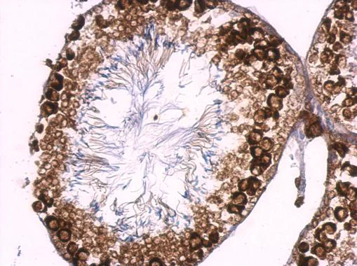 Immunohistochemistry (Formalin/PFA-fixed paraffin-embedded sections) - Anti-BOULE/BOLL antibody (AB155027)