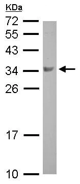 Western blot - Anti-BOULE/BOLL antibody (AB155027)