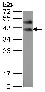 Western blot - Anti-BOULE/BOLL antibody (AB155261), expandable thumbnail