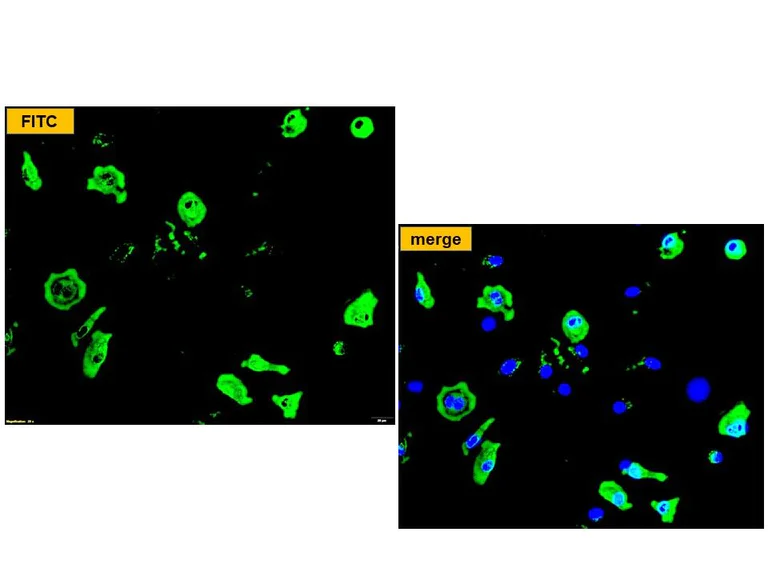 Immunocytochemistry/ Immunofluorescence - Anti-Bovine Coronavirus [9G10] (AB315149)