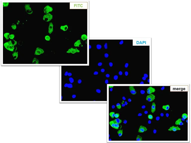Immunocytochemistry/ Immunofluorescence - Anti-Bovine Coronavirus antibody [8D1] (AB315147)