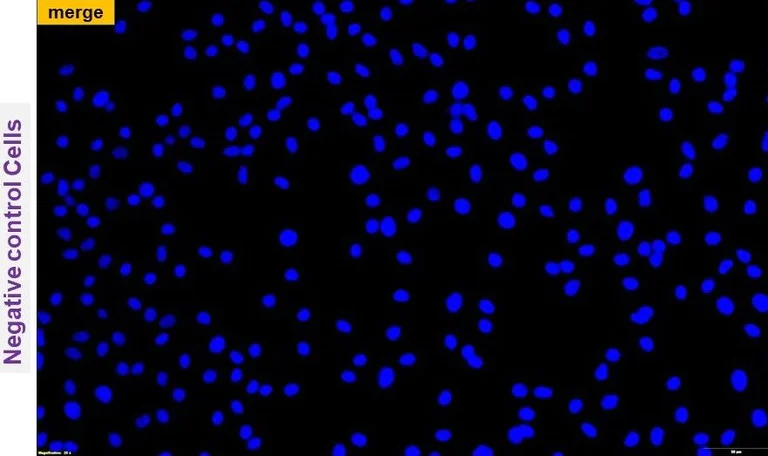 Immunocytochemistry/ Immunofluorescence - Anti-Bovine Coronavirus antibody [8D1] (AB315147)