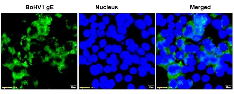Immunocytochemistry/ Immunofluorescence - Anti-Bovine Herpesvirus 1- gE antibody [1B5] (AB325992)