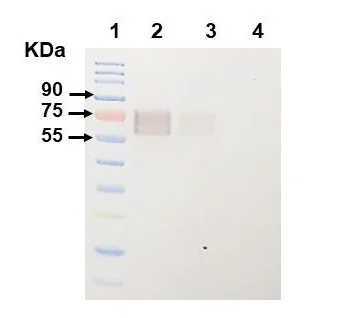 Western blot - Anti-Bovine Herpesvirus 1- gE antibody [1B5] (AB325992)