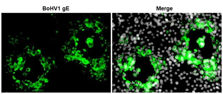 Immunocytochemistry/ Immunofluorescence - Anti-Bovine Herpesvirus 1- gE antibody [2D5] (AB325993)