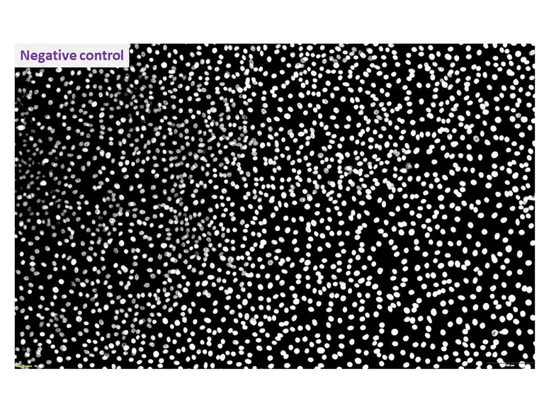 Immunocytochemistry/ Immunofluorescence - Anti-Bovine Herpesvirus 1- gE antibody [2D5] (AB325993)