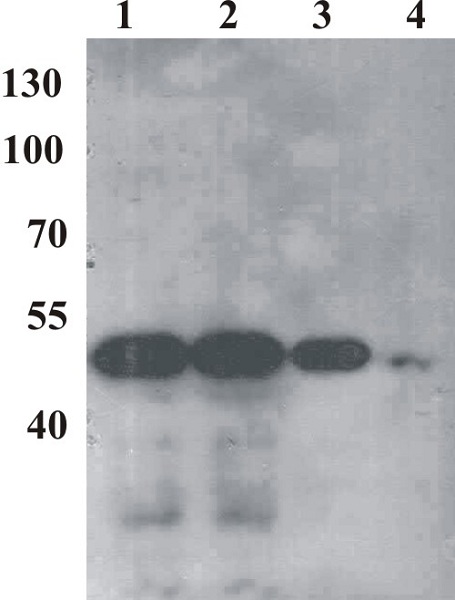 Western blot - Anti-Bovine Papilloma Virus E2 antibody [1E4] (AB980)