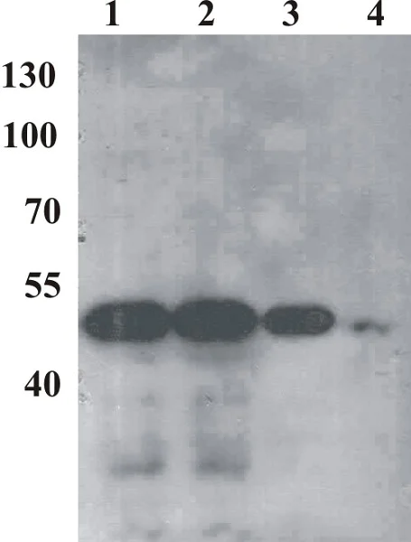 Western blot - Anti-Bovine Papilloma Virus E2 antibody [1E4] (AB980)
