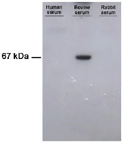 Western blot - Anti-Bovine Serum Albumin antibody [1C12] (AB79827)