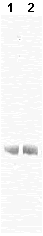 Western blot - Anti-Bovine Serum Albumin antibody [5F9] (AB9092), expandable thumbnail
