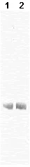 Western blot - Anti-Bovine Serum Albumin antibody [5F9] (AB9092)