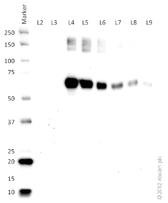 Western blot - Bovine Serum Albumin (nitrated ) (AB131379)