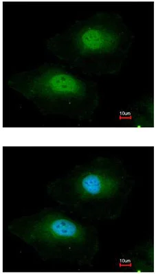 Immunocytochemistry/ Immunofluorescence - Anti-BPGM antibody (AB97497)